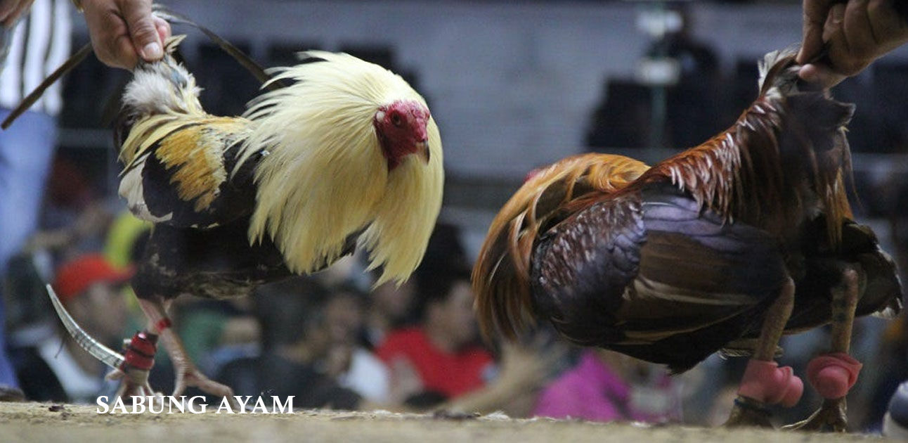 Trik Menang Besar Dalam Game Sabung Ayam